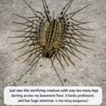 Scary Bug with Tons of Legs in My Basement... Yikes! Spotted a Scary Bug with Tons of Legs in My Basement
