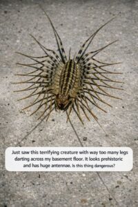 Scary Bug with Tons of Legs in My Basement... Yikes! Spotted a Scary Bug with Tons of Legs in My Basement