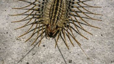 Scary Bug with Tons of Legs in My Basement... Yikes! Spotted a Scary Bug with Tons of Legs in My Basement