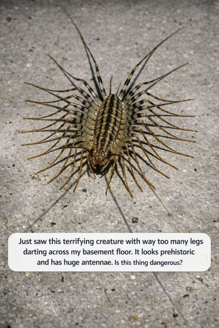 Scary Bug with Tons of Legs in My Basement... Yikes! Spotted a Scary Bug with Tons of Legs in My Basement
